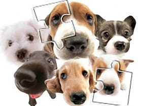 Cute Dog Jigsaw