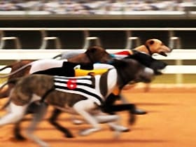 Greyhound Racing